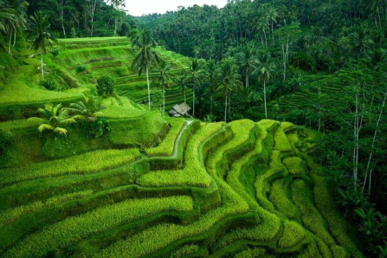 ubud-kecak-fire-dance-with-transfer-optional-day-tour
