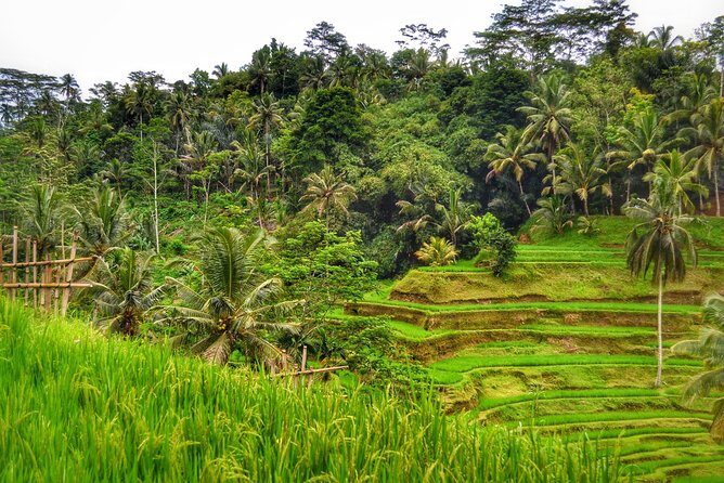 Ubud Kintamani Private Tour - The Sum Up