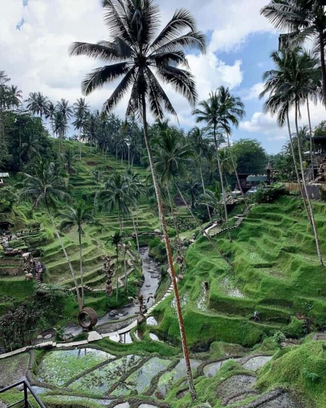 Ubud: Monkey Forest and Pakudui Rice Terrace Tour - Ubud: Monkey Forest and Pakudui Rice Terrace Tour Review