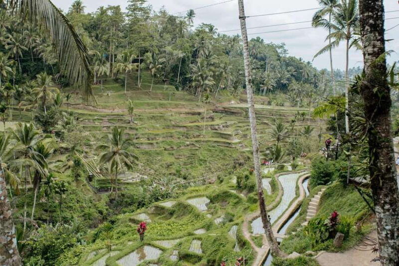 ubud-monkey-forest-ceking-rice-terraces-and-more-full-day