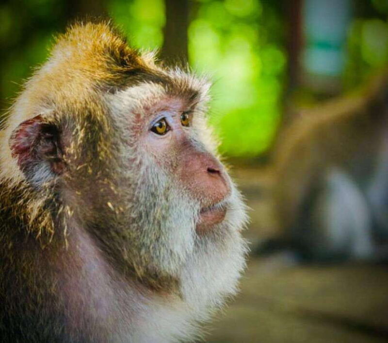 ubud-monkey-forest-coffee-plantation-and-ubud-market