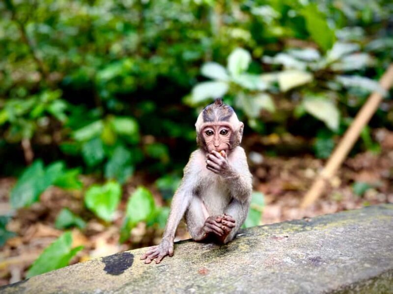 Ubud: Monkey Forest, Cretya Pool & Zipline Shared Tour - Authentic Experiences and Hidden Gems