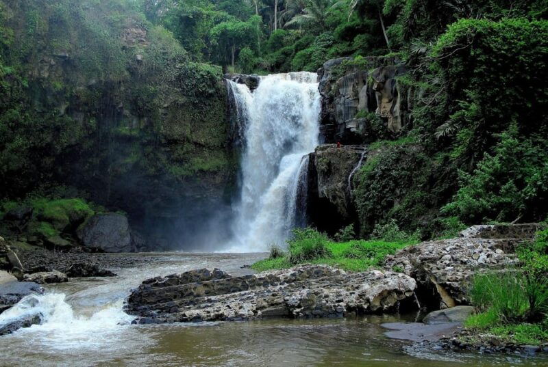 ubud-monkey-forest-rice-terrace-and-jungle-swing-tour
