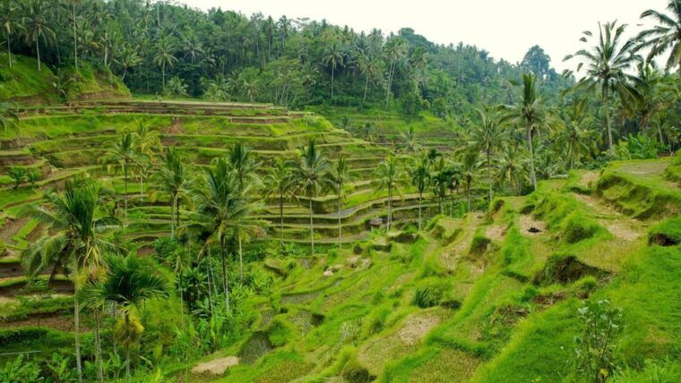 ubud-monkey-forest-rice-terrace-and-jungle-swing-tour
