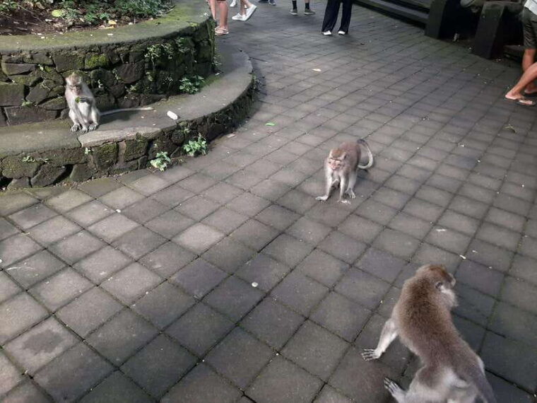 ubud-monkey-forest-rice-terrace-and-waterfall