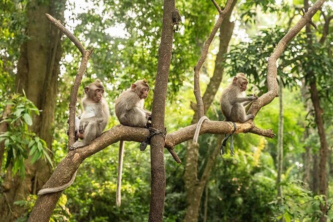 Ubud Monkey Forest - Rice Terrace - Jungle Swing - Water Temple - The Itinerary Breakdown