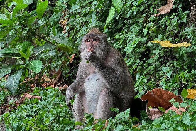 Ubud Monkey Forest - Rice Terrace - Jungle Swing - Water Temple - Authentic Experiences and Highlights from Reviews