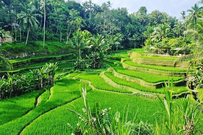 Ubud Monkey Forest - Rice Terrace - Jungle Swing - Water Temple - Final Thoughts: Who Is This Tour Best For?