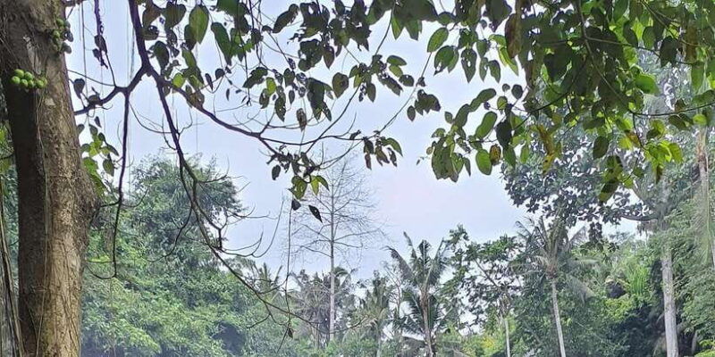 ubud-monkey-forest-rice-terrace-swing-temple-waterfall