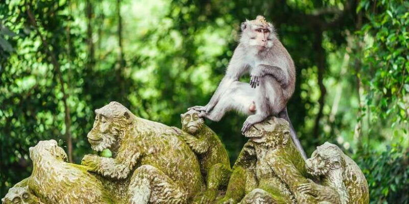 ubud-monkey-forest-rice-terrace-swing-temple-waterfall