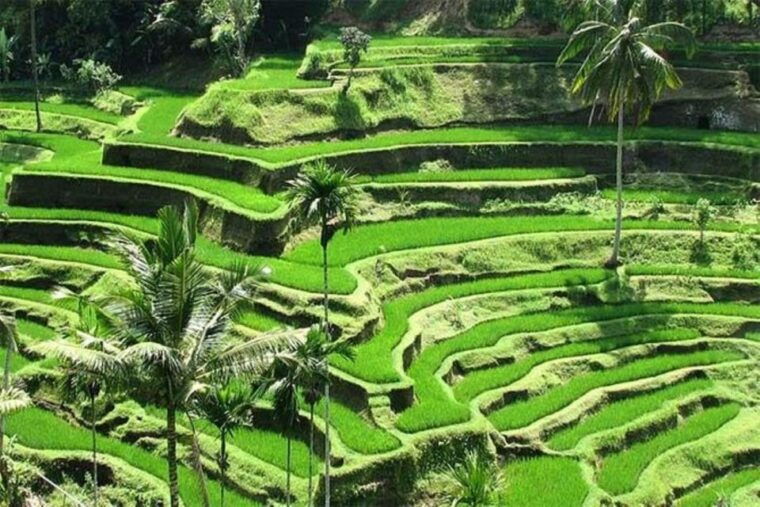 ubud-monkey-forest-rice-terrace-water-temple-private-tour