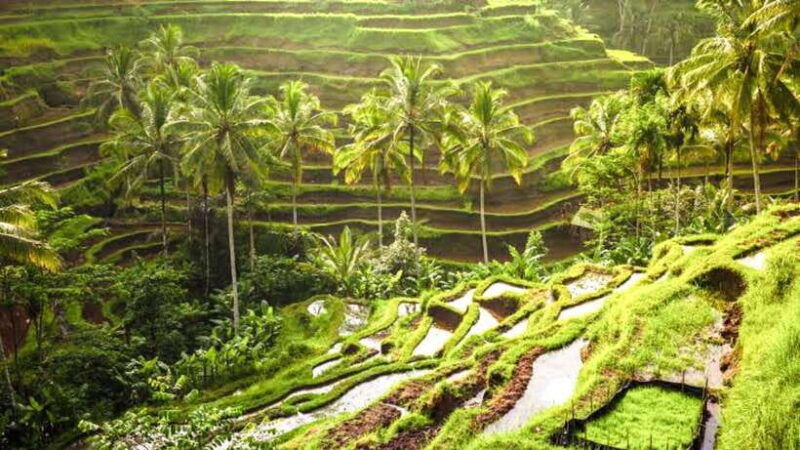 ubud-monkey-forest-rice-terrace-waterfall-holy-temple