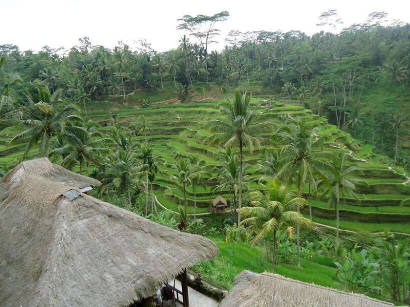 ubud-monkey-forest-rice-terrace-waterfall-private-tour