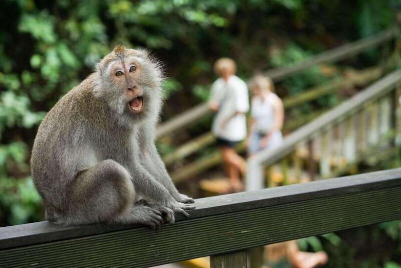 ubud-monkey-forest-rice-terraces-and-swing-day-tour