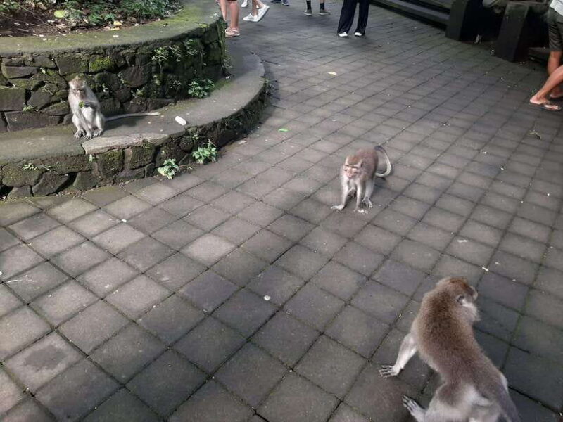 ubud-monkey-forest-rice-terraces-and-waterfall-2