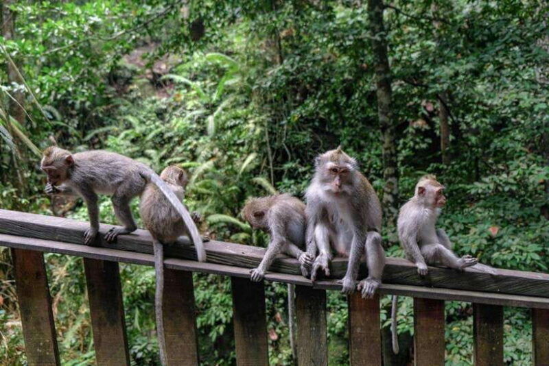 ubud-monkey-forest-rice-terraces-and-waterfall-tour