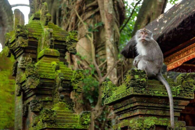 ubud-monkey-forest-rice-terraces-and-waterfall-tour