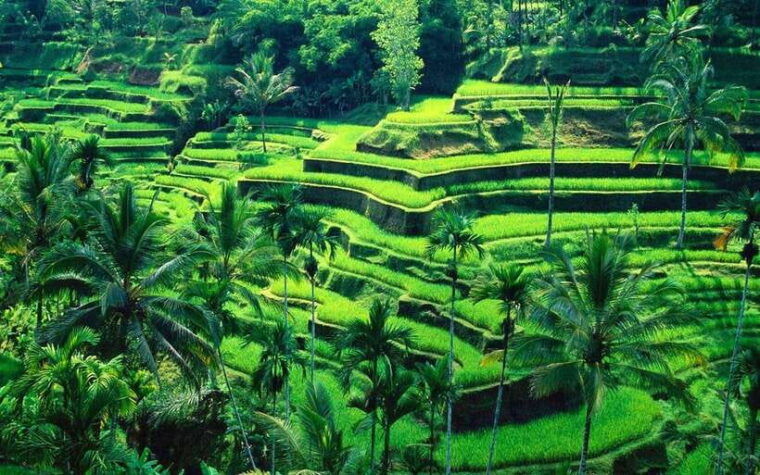 ubud-monkey-forest-rice-terraces-and-waterfall-tour