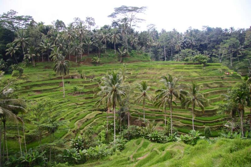 Ubud: Monkey Forest, Rice Terraces & Art Craft Village Tour - Transport and Comfort