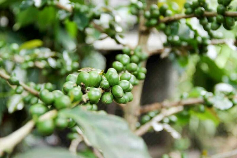 Ubud: Monkey Forest, Rice Terraces & Art Craft Village Tour - Price and Value