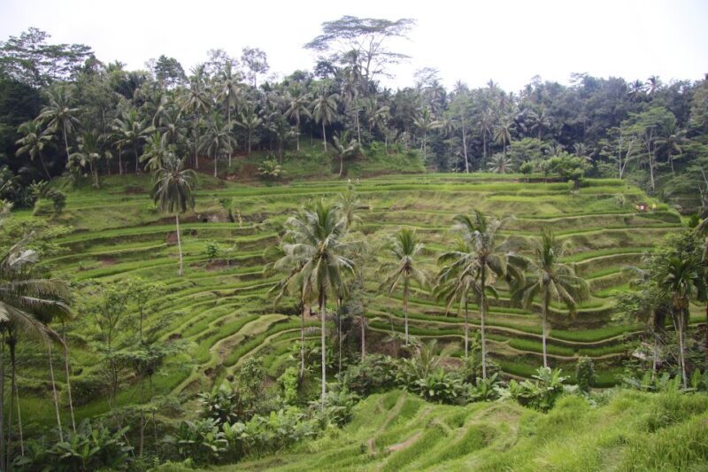 Ubud: Monkey Forest, Rice Terraces & Art Craft Village Tour - Practical Tips for Travelers