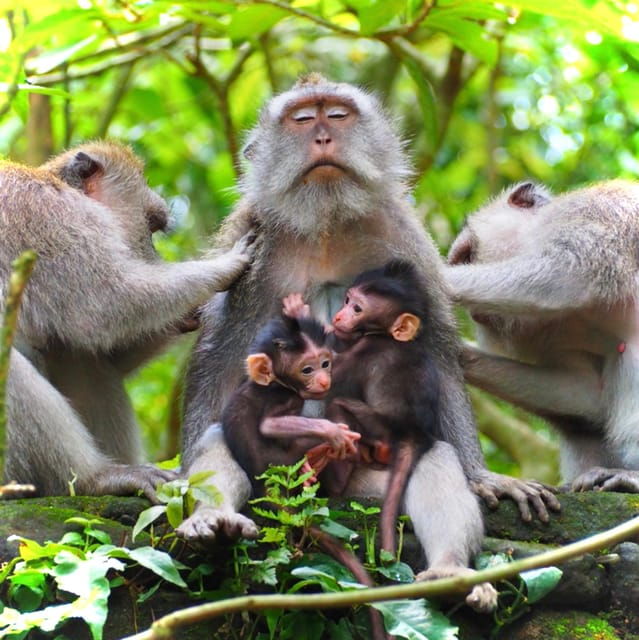 ubud-monkey-forest-rice-terraces-temple-hidden-waterfal