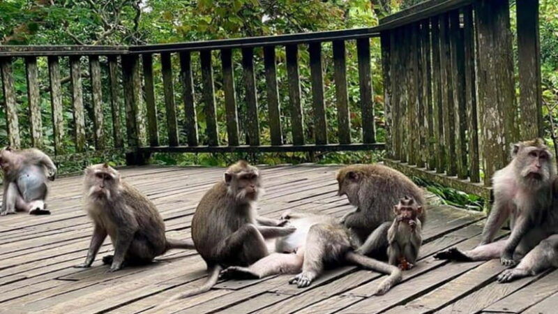 ubud-monkey-forest-rice-terraces-templepetanu-waterfall