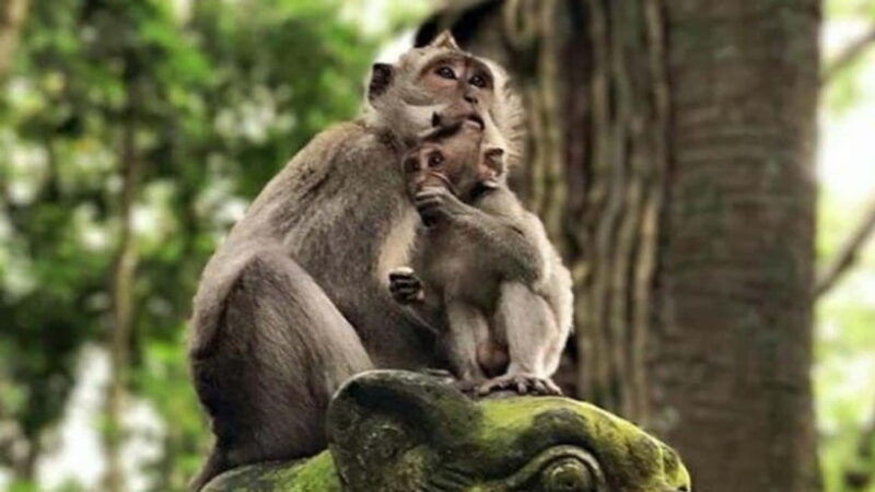 ubud-monkey-forest-rice-terraces-templepetanu-waterfall