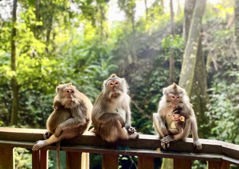 ubud-monkey-forest-sanctuary-jungle-swing-half-day-tour