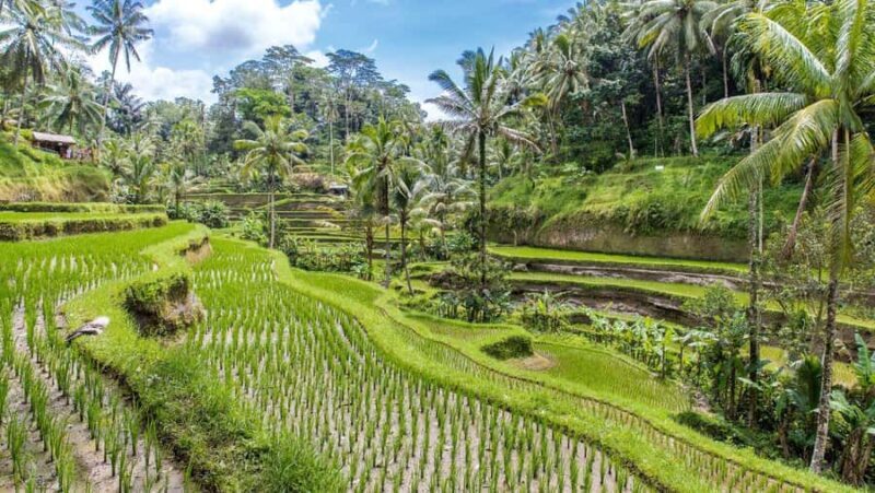 Ubud: Monkey Forest, Tegalalang, Tirta Empul, Waterfall Tour - Authentic Insights from Travelers