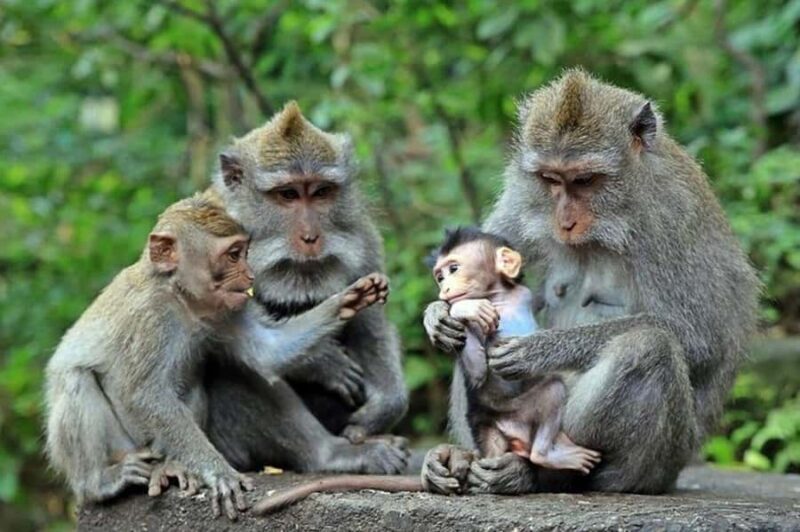 Ubud Monkey Forest, Temple, Rice Terraces, Hidden Waterfall - Key Points