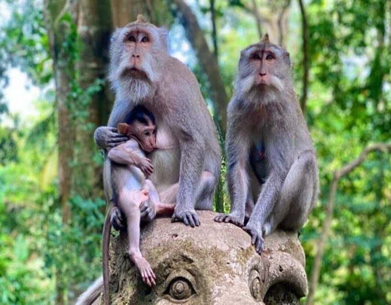 Ubud Monkey Forest, Temple, Rice Terraces, Hidden Waterfall - How the Details Make a Difference