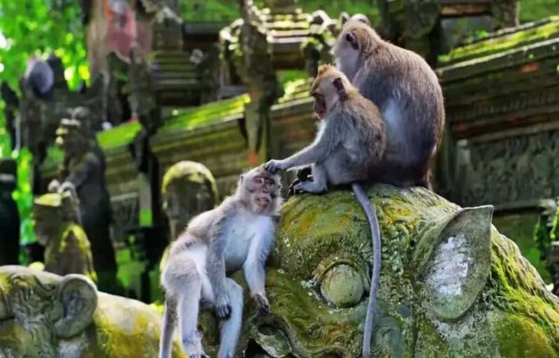 Ubud Monkey Forest, Temple, Rice Terraces, Hidden Waterfall - FAQs