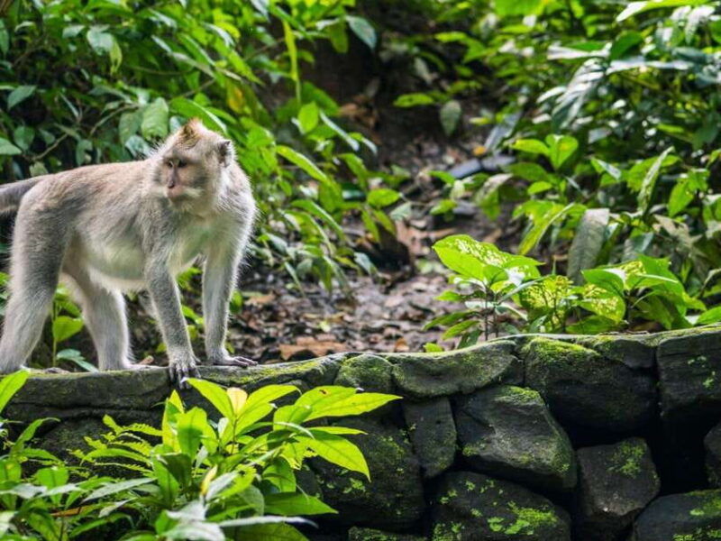 ubud-monkey-forest-temple-rice-terraces-hidden-waterfall