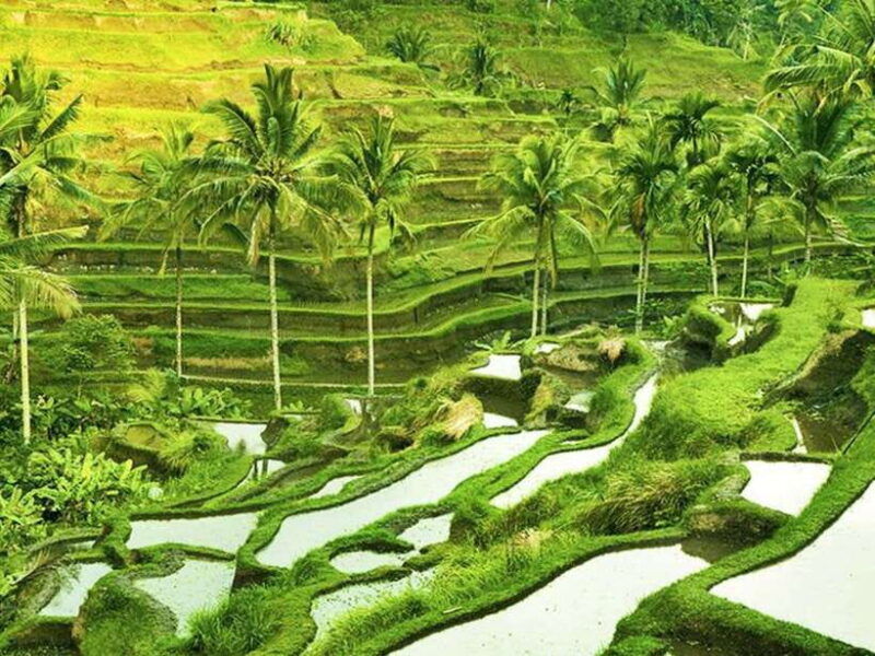 ubud-monkey-forest-temple-rice-terraces-hidden-waterfall