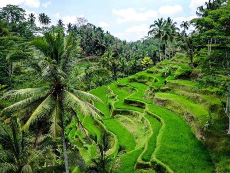 ubud-monkey-forest-temple-rice-terraces-hidden-waterfall