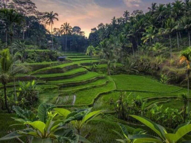 ubud-monkey-forest-temple-rice-terraces-hidden-waterfall