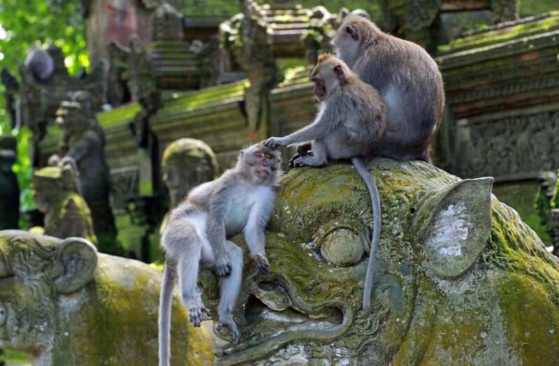 Ubud: Monkey Forest, Waterfall, and Rice Terrace Tour - Key Points