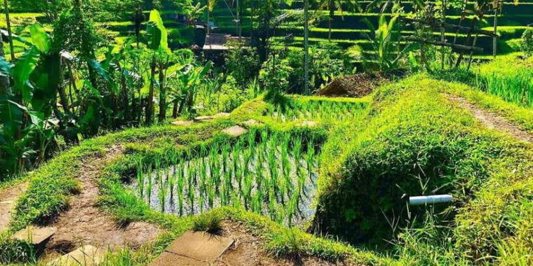 ubud-monkey-forest-waterfall-and-rice-terrace-tour
