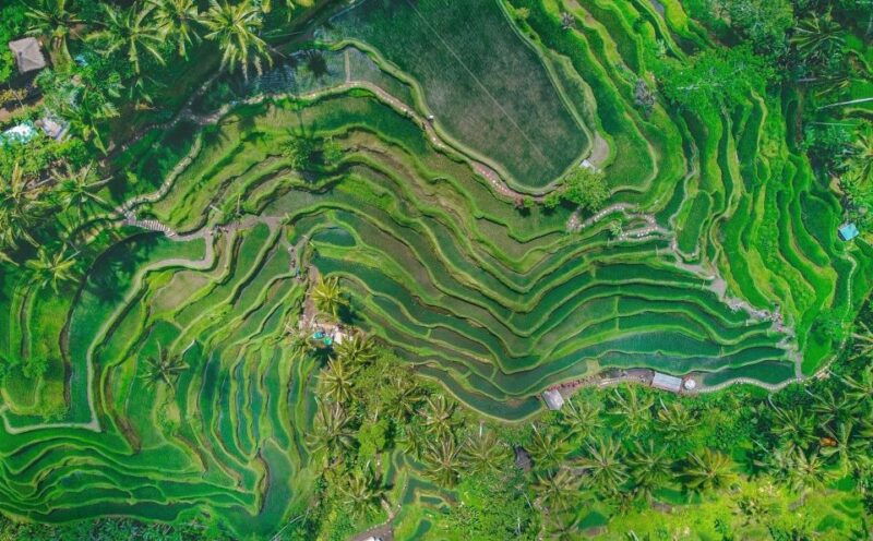 ubud-monkey-forest-waterfall-temple-rice-terraces-swing