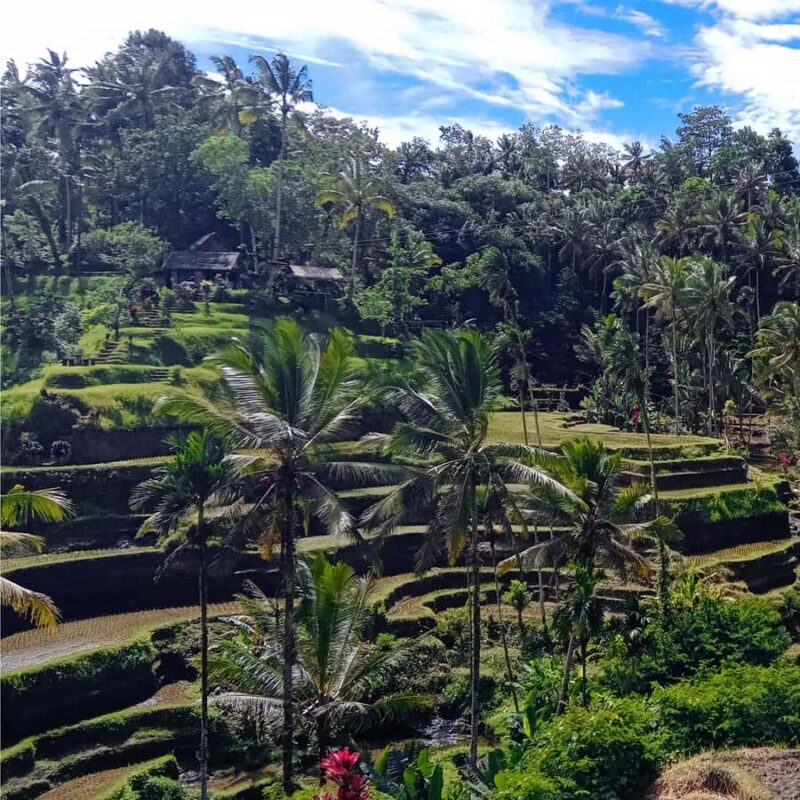 Ubud: Monkey Forest with North of Ubud and Happy Swings - Discover Bali in a Day: Ubuds Top Sights with Monkey Forest and Happy Swings