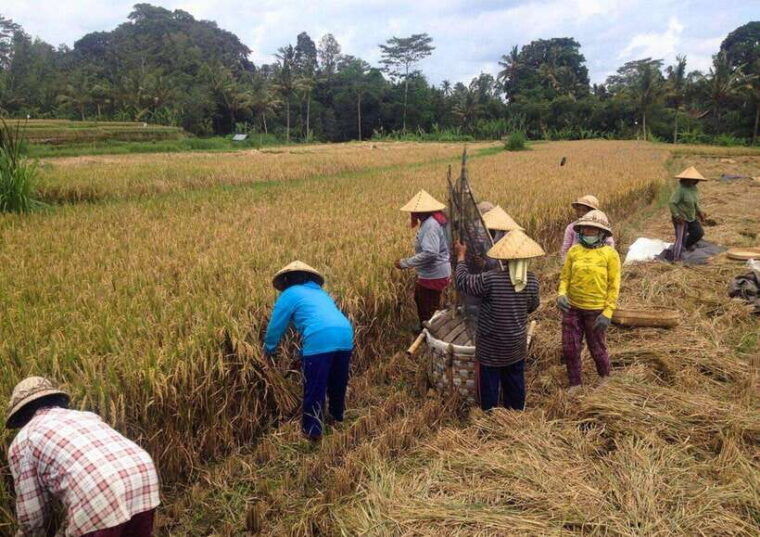 ubud-old-spiritual-village-countryside-life-cycling-tour