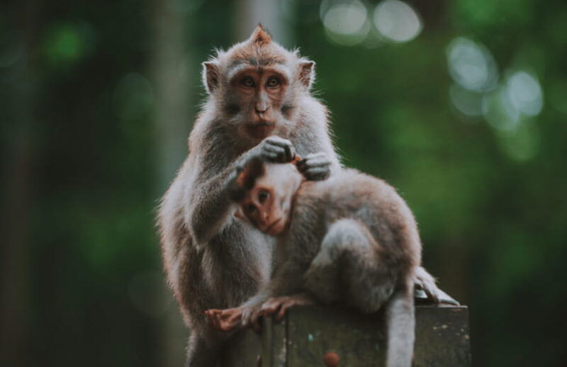 ubud-private-all-inclusive-tour-with-lunch