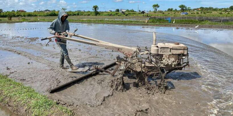 ubud-private-bike-tour-inside-rice-field-with-meal-pool