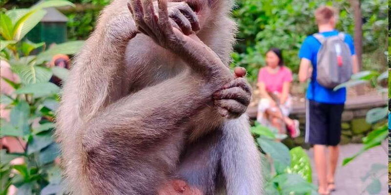 ubud-private-charter-car-10hours