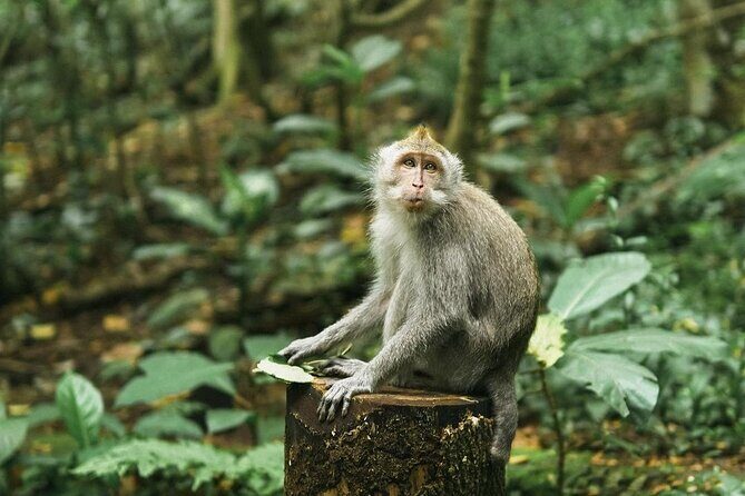 Ubud Private Customized Full Day Tour - The Sum Up