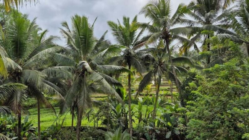 Ubud: Private Fullday Tour with Flexible Itenarary - Key Points