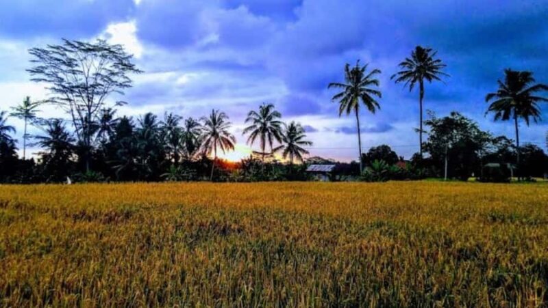 Ubud: Private Fullday Tour with Flexible Itenarary - The Sum Up