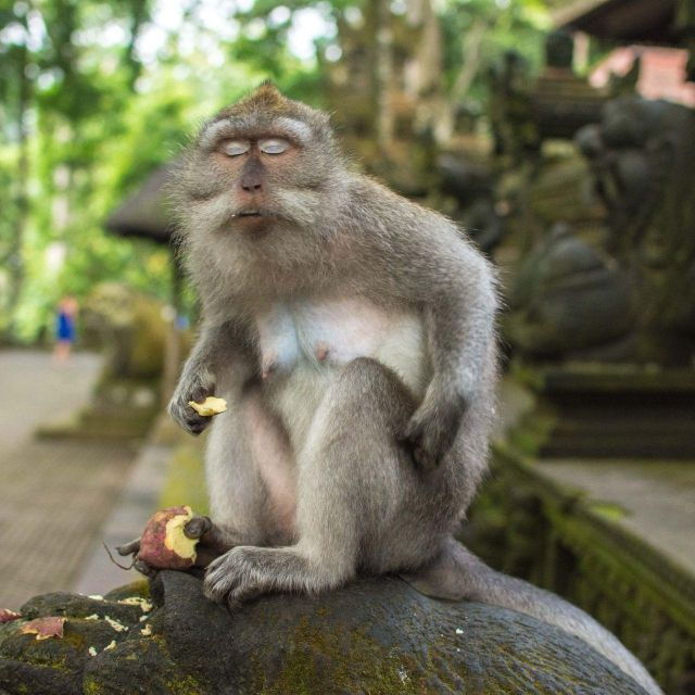 ubud-private-tour-monkey-forest-rice-terraces-waterfall