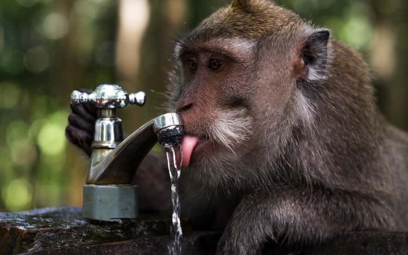 Ubud: Private Tour Waterfall, Rice Terraces & Monkey Forest - Final Thoughts